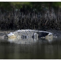 islamorada saltwater crocodile