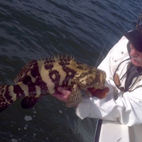 islamorada goliath grouper fishing