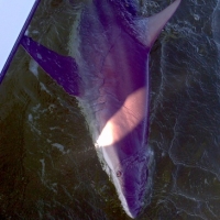 islamorada blacktip shark