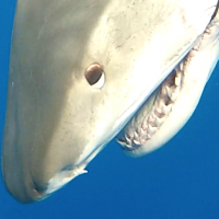 tiger shark head