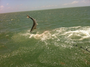 tarpon jumping