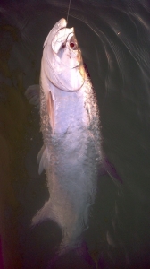 May Islamorada Tarpon