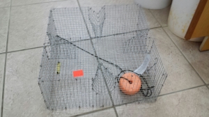 Pinfish Trap