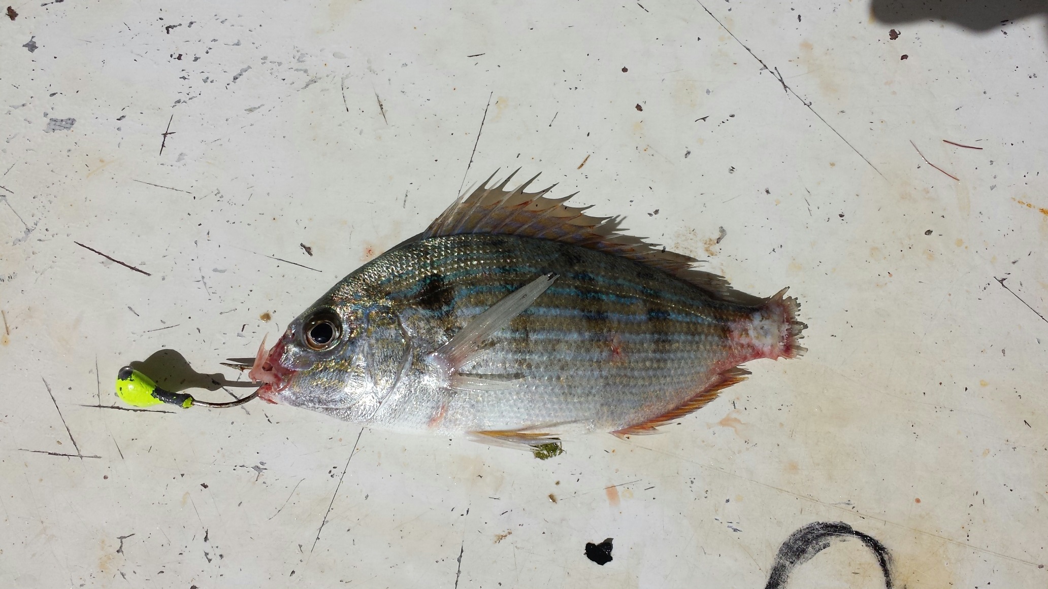 How to rig a pinfish Fishing Islamorada