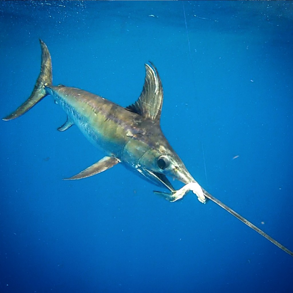swordfish underwater Fishing Islamorada