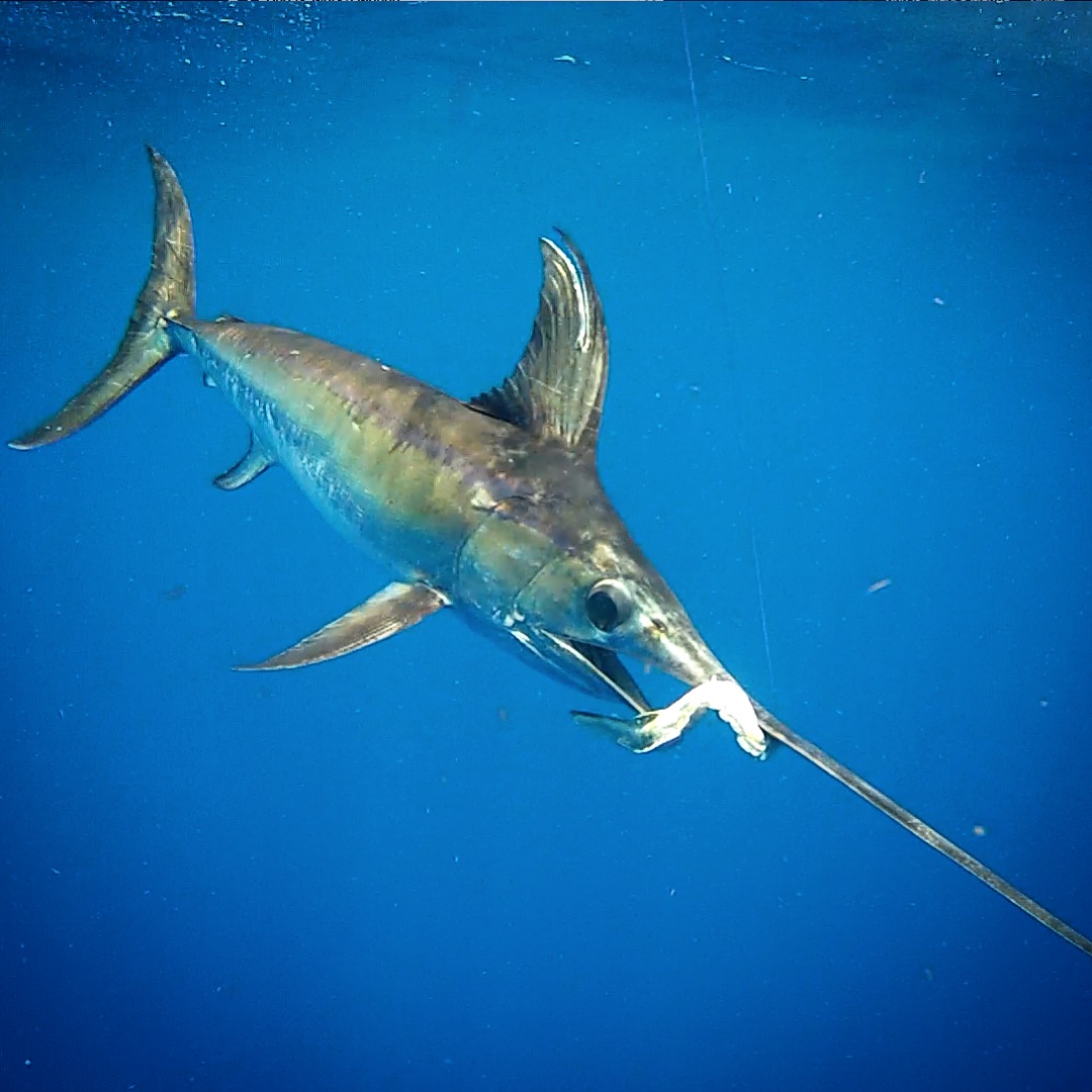 swordfish underwater Fishing Islamorada